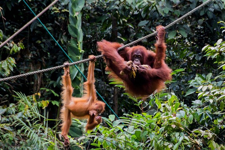 En glimt av Orang Utan i Semenggoh Wildlife Centre