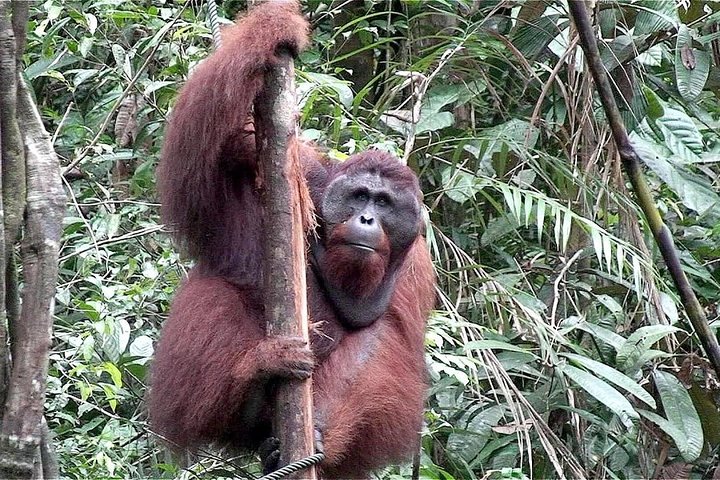 En glimt av Orang Utan i Semenggoh Wildlife Centre