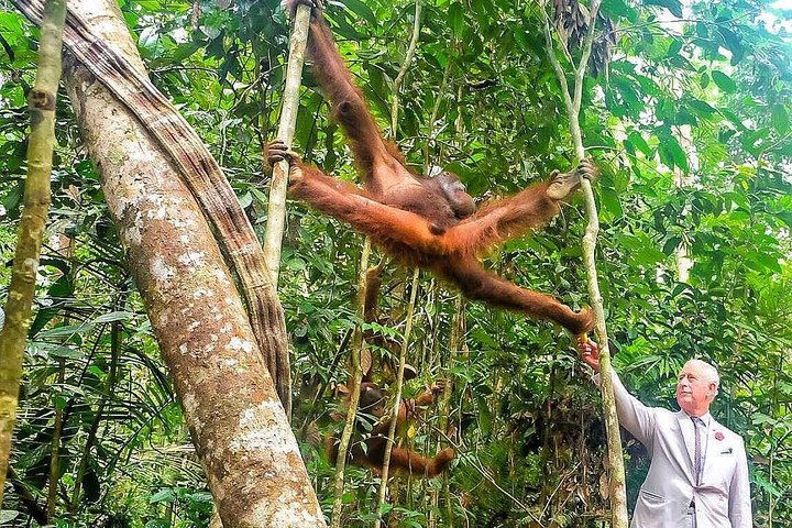 En glimt av Orang Utan i Semenggoh Wildlife Centre