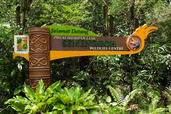 En glimt av Orang Utan i Semenggoh Wildlife Centre