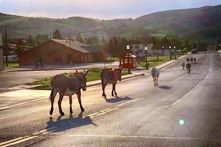 Tour in jeep della Gold Belt Scenic Byway da Cañon City