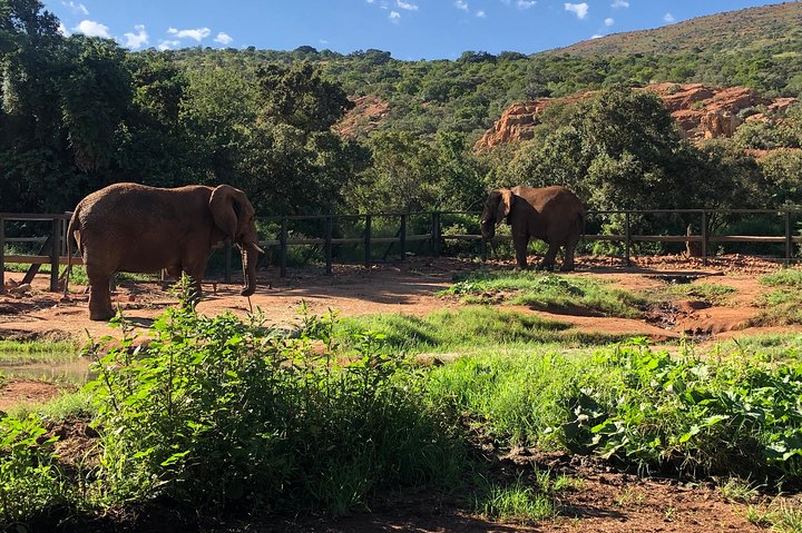 Tour zum Elefantenschutzgebiet ab Johannesburg