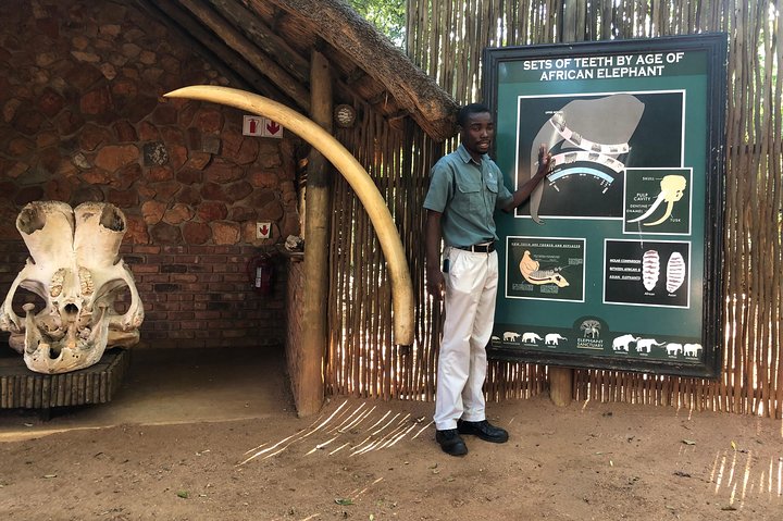 Tour zum Elefantenschutzgebiet ab Johannesburg