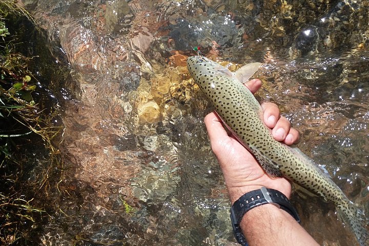 Fly Fishing on Private Andean River Including Barbecue Lunch