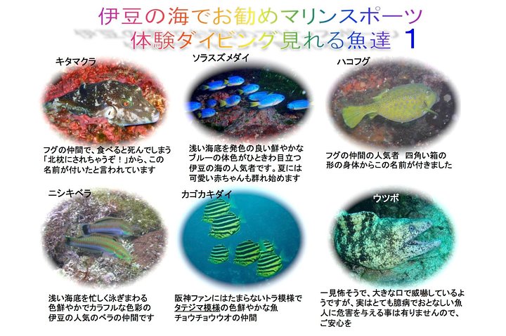 Experience diving Scuba diving in Japanese waters!! It's your first time.Beginner to veteran instructors will guide you with kindness and care.
