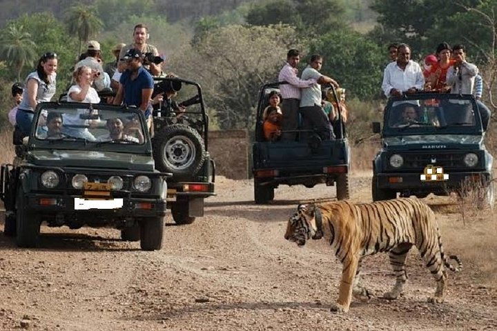 Ranthambore Wildlife Safari Excursion d'une journée au départ de Jaipur