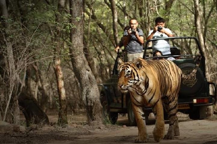 Ranthambore Wildlife Safari Excursion d'une journée au départ de Jaipur