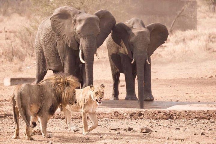 All Inclusive 2 dagars Kruger Safari från Johannesburg
