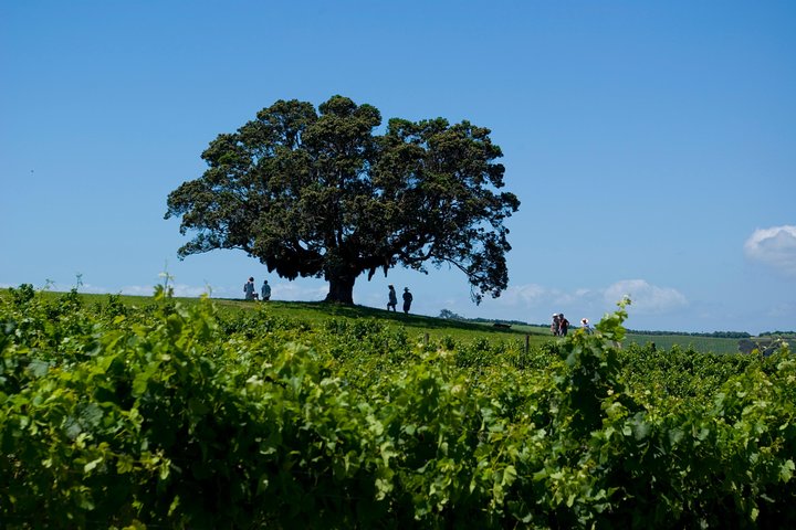 PREMIUM VIN TASTING = Waiheke Island Wine Tours MAX 11 kunder!