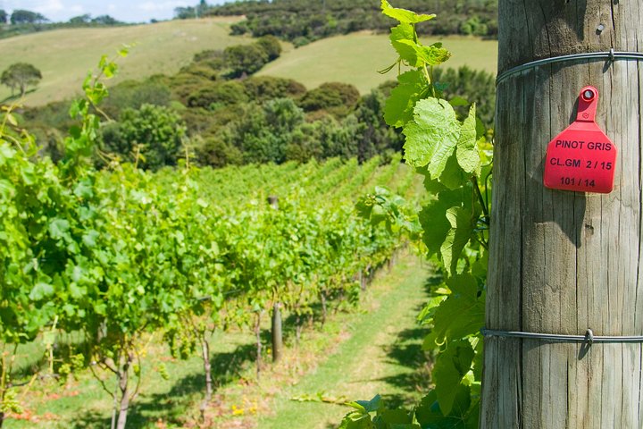 PREMIUM VIN TASTING = Waiheke Island Wine Tours MAX 11 kunder!