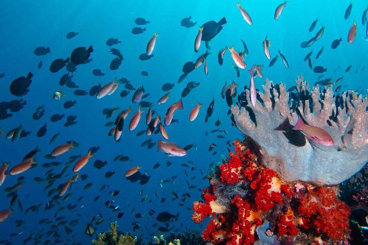 Privétour 4 dagen 3 nachten Komodo op boot, waterval en Rangko-grot