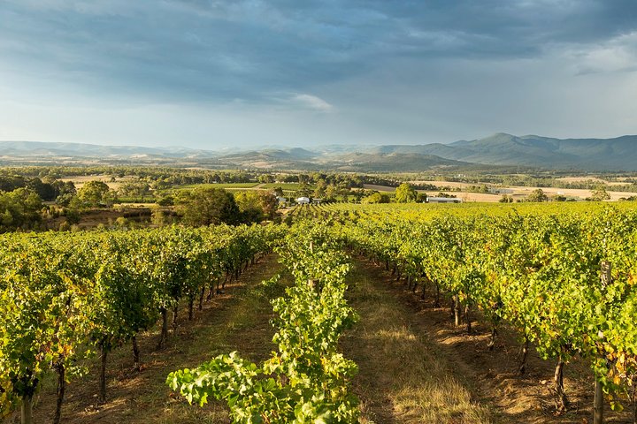 Yarra Valley: Tour en grupo pequeño de comida y vino desde Melbourne