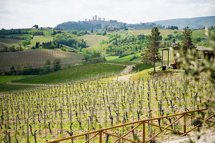 Excursion d'une journée en Toscane au départ de Florence : Sienne, San Gimignano, Pise et déjeuner dans une cave