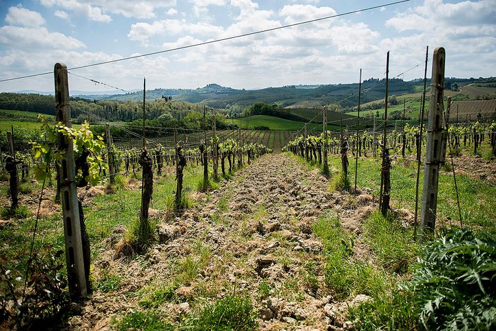 Excursion d'une journée en Toscane au départ de Florence : Sienne, San Gimignano, Pise et déjeuner dans une cave