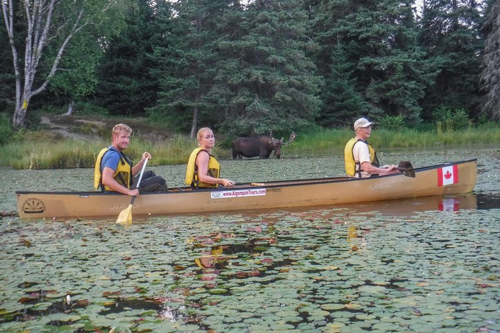 Excursion de trois jours en canot au parc Algonquin - Safari pour les orignaux et les castors
