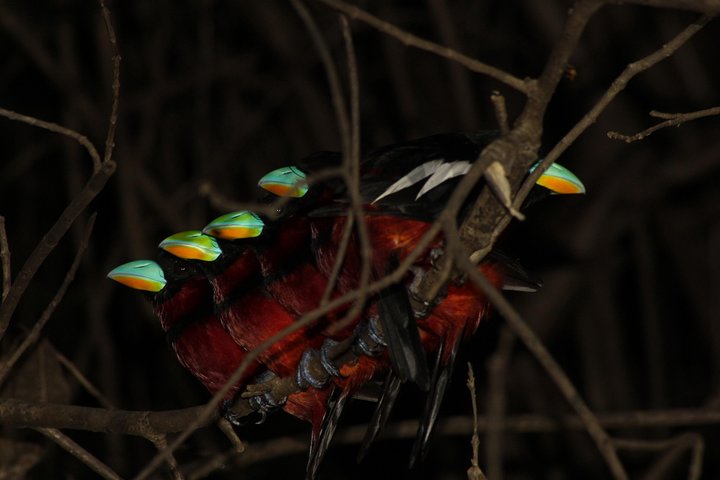 Visite de la faune de Bornéo 2 jours 1 nuit au camp de la jungle de Tanjung Bulat à Kinabatangan