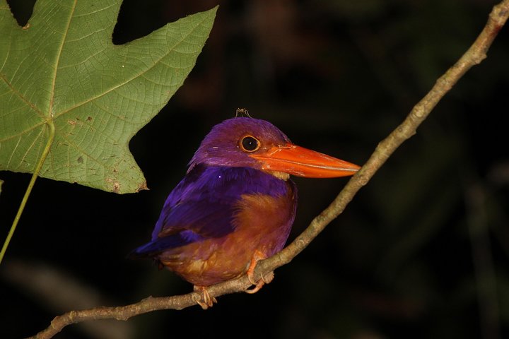 Visite de la faune de Bornéo 2 jours 1 nuit au camp de la jungle de Tanjung Bulat à Kinabatangan