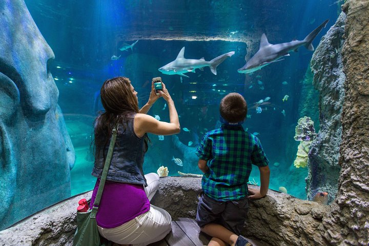 Billet d'entrée à l'aquarium SEA LIFE Kansas City