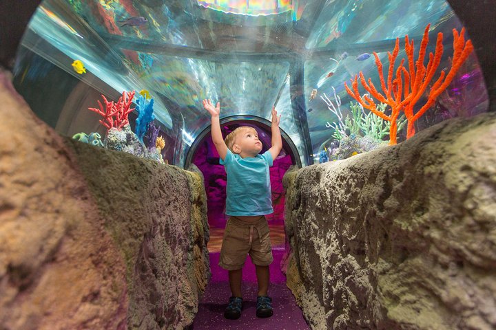 Billet d'entrée à l'aquarium SEA LIFE Kansas City