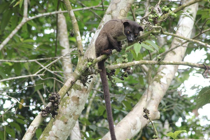 Visite de la faune de Bornéo 2 jours 1 nuit au camp de la jungle de Tanjung Bulat à Kinabatangan