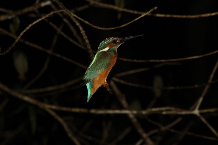 Visite de la faune de Bornéo 2 jours 1 nuit au camp de la jungle de Tanjung Bulat à Kinabatangan
