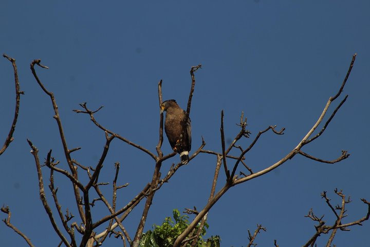 Visite de la faune de Bornéo 2 jours 1 nuit au camp de la jungle de Tanjung Bulat à Kinabatangan