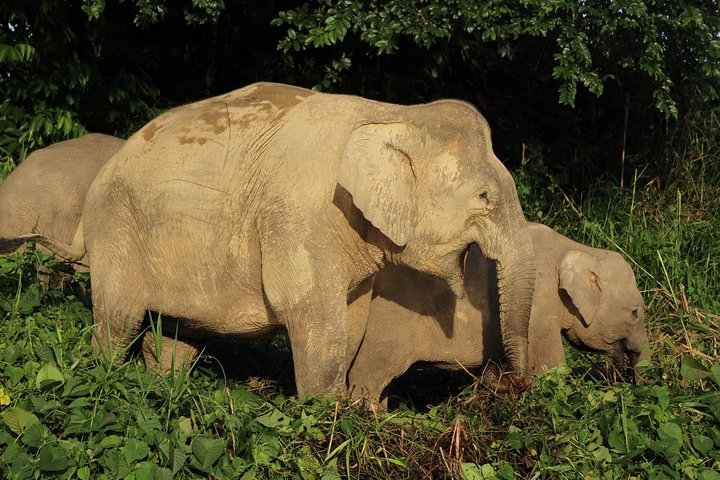 Visite de la faune de Bornéo 2 jours 1 nuit au camp de la jungle de Tanjung Bulat à Kinabatangan