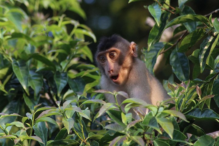Visite de la faune de Bornéo 2 jours 1 nuit au camp de la jungle de Tanjung Bulat à Kinabatangan