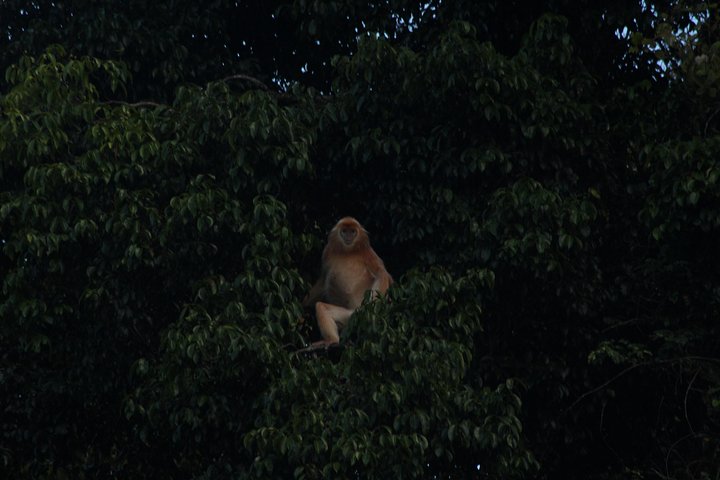 Visite de la faune de Bornéo 2 jours 1 nuit au camp de la jungle de Tanjung Bulat à Kinabatangan