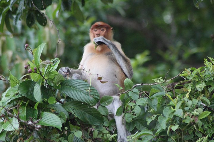 Visite de la faune de Bornéo 2 jours 1 nuit au camp de la jungle de Tanjung Bulat à Kinabatangan