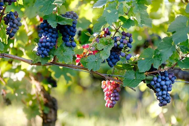 Napa en Sonoma Wine Country dagtour vanuit San Francisco