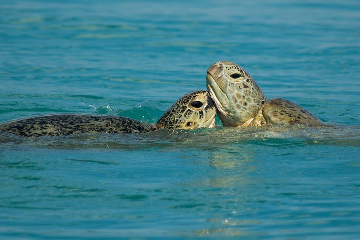 Descubrimiento de tortugas y gran aventura en el parque marino Sandy