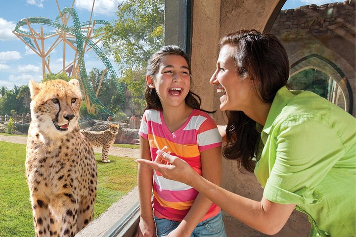 Toegangskaart tot Busch Gardens in Tampa Bay