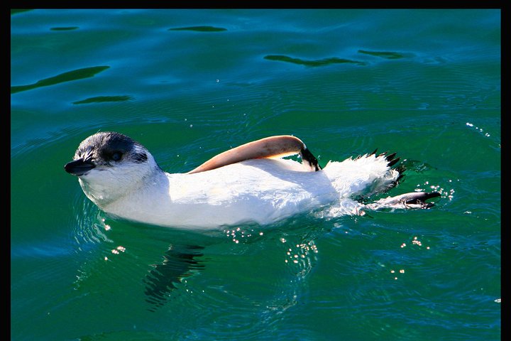 Albatrossen, zeehonden en zeevogels - Wildlife Cruise