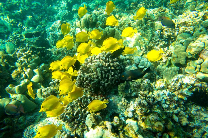 Big Island : Capitaine Cook Snorkel sur un catamaran à moteur avec déjeuner