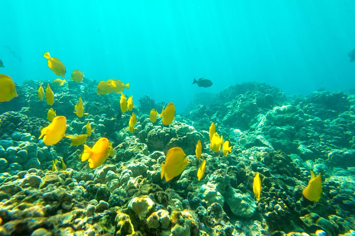 Big Island : Capitaine Cook Snorkel sur un catamaran à moteur avec déjeuner