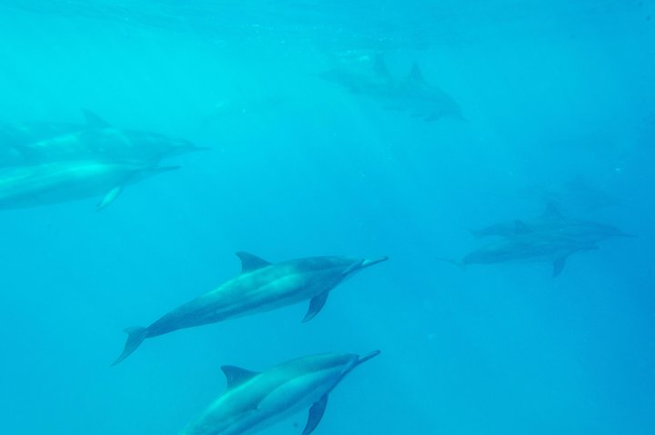 Big Island : Capitaine Cook Snorkel sur un catamaran à moteur avec déjeuner