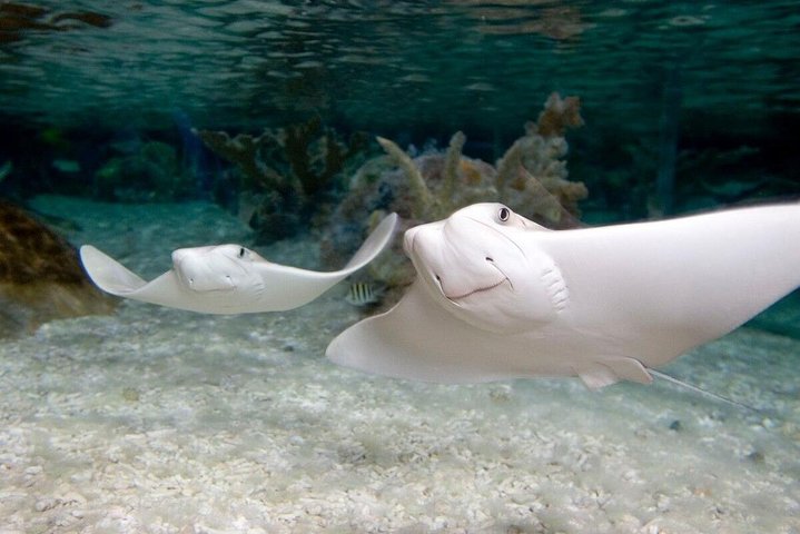 Entrada al acuario SEA LIFE Minnesota en Mall of America