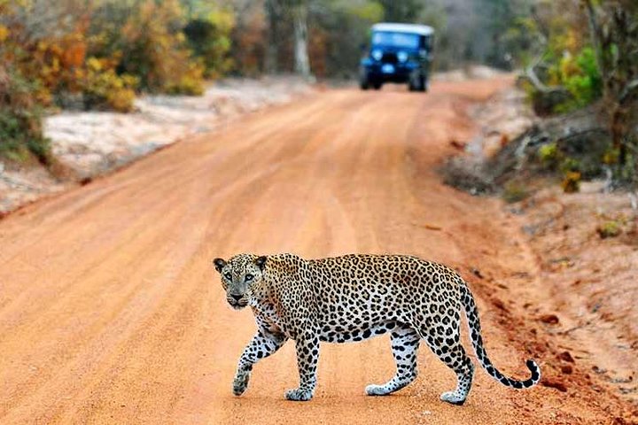 Yala Full Day Safari med picnic frokost - privat og all inclusive