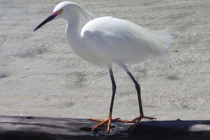 Tour guiado en barco, kayak y a pie por los Everglades