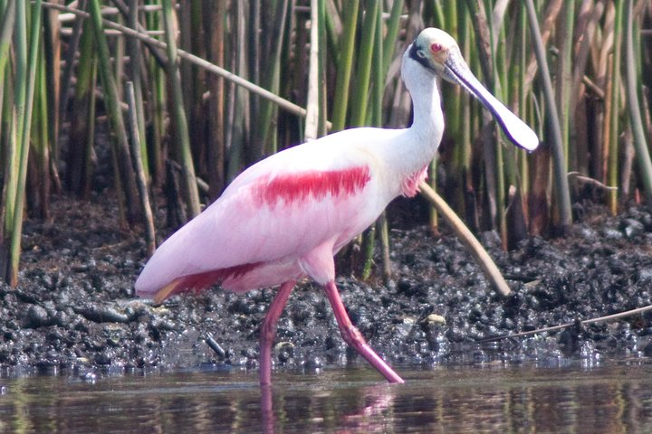 Tour guiado en barco, kayak y a pie por los Everglades