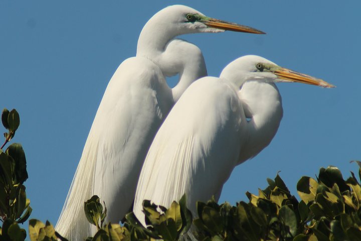 Tour guiado en barco, kayak y a pie por los Everglades