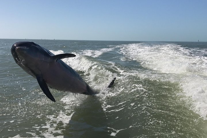 Tour guiado en barco, kayak y a pie por los Everglades