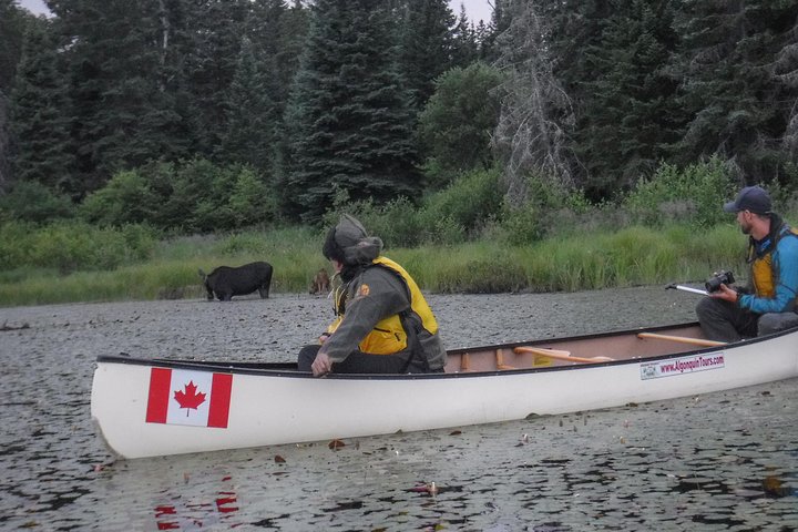 Excursion de trois jours en canot au parc Algonquin - Safari pour les orignaux et les castors