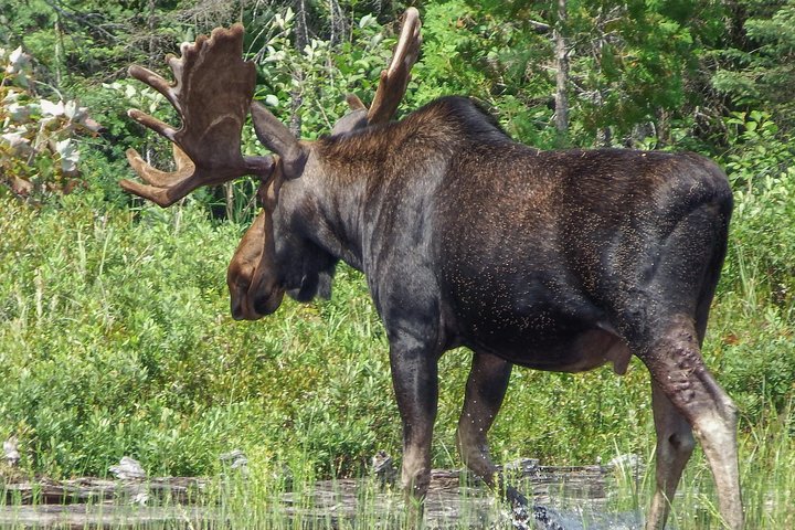 Excursion de trois jours en canot au parc Algonquin - Safari pour les orignaux et les castors