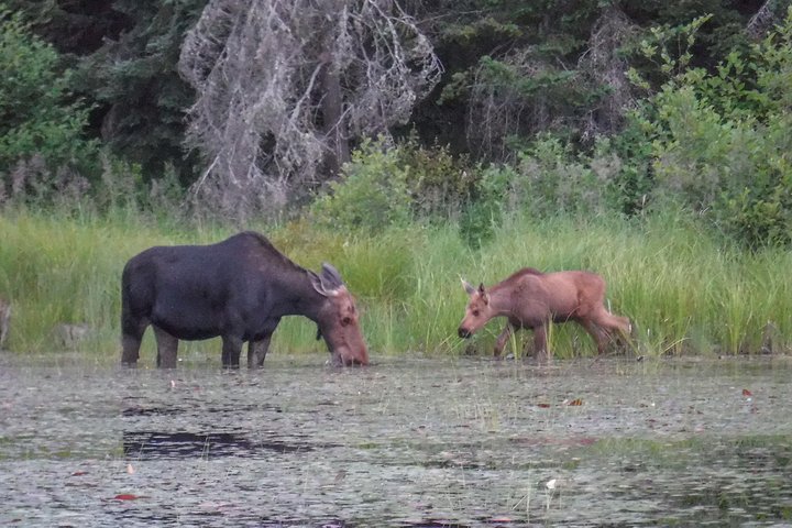 Excursion de trois jours en canot au parc Algonquin - Safari pour les orignaux et les castors