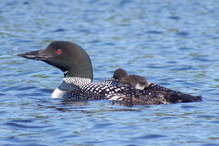 Excursion de trois jours en canot au parc Algonquin - Safari pour les orignaux et les castors