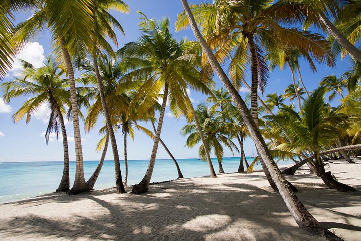 Saona Island Day Trip From Punta Cana with Lunch and Open Bar