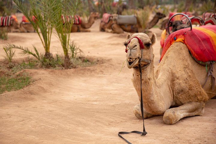 Hoteller i nærheden af Marrakech Hot Air Balloon Ride, Berber Breakfast & Camel Ride