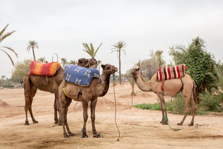 Hoteller i nærheden af Marrakech Hot Air Balloon Ride, Berber Breakfast & Camel Ride
